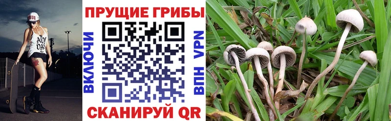 Галлюциногенные грибы GOLDEN TEACHER Вилюйск